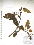 中文名:水冬瓜(S088581)學名:Saurauia tristyla DC. var. oldhamii (Hemsl.) Finet & Gagnep.(S088581)中文別名:水冬哥