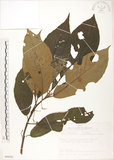 中文名:水冬瓜(S089392)學名:Saurauia tristyla DC. var. oldhamii (Hemsl.) Finet & Gagnep.(S089392)中文別名:水冬哥