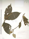 中文名:水冬瓜(S089613)學名:Saurauia tristyla DC. var. oldhamii (Hemsl.) Finet & Gagnep.(S089613)中文別名:水冬哥