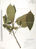 中文名:水冬瓜(S092574)學名:Saurauia tristyla DC. var. oldhamii (Hemsl.) Finet & Gagnep.(S092574)中文別名:水冬哥