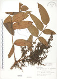 中文名:羅氏鹽膚木(S000022)學名:Rhus semialata Murr. var. roxburghiana DC.(S000022)中文別名:山埔鹽英文名:Roxburgh sumac, Natgall tree