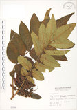 中文名:羅氏鹽膚木(S001599)學名:Rhus semialata Murr. var. roxburghiana DC.(S001599)中文別名:山埔鹽英文名:Roxburgh sumac, Natgall tree