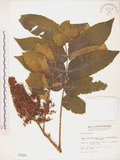 中文名:羅氏鹽膚木(S001600)學名:Rhus semialata Murr. var. roxburghiana DC.(S001600)中文別名:山埔鹽英文名:Roxburgh sumac, Natgall tree