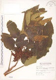 中文名:羅氏鹽膚木(S001601)學名:Rhus semialata Murr. var. roxburghiana DC.(S001601)中文別名:山埔鹽英文名:Roxburgh sumac, Natgall tree