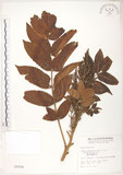 中文名:羅氏鹽膚木(S002554)學名:Rhus semialata Murr. var. roxburghiana DC.(S002554)中文別名:山埔鹽英文名:Roxburgh sumac, Natgall tree
