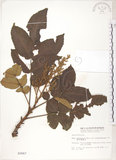 中文名:羅氏鹽膚木(S002667)學名:Rhus semialata Murr. var. roxburghiana DC.(S002667)中文別名:山埔鹽英文名:Roxburgh sumac, Natgall tree