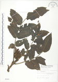 中文名:羅氏鹽膚木(S005321)學名:Rhus semialata Murr. var. roxburghiana DC.(S005321)中文別名:山埔鹽英文名:Roxburgh sumac, Natgall tree