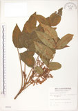 中文名:羅氏鹽膚木(S006502)學名:Rhus semialata Murr. var. roxburghiana DC.(S006502)中文別名:山埔鹽英文名:Roxburgh sumac, Natgall tree