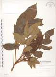 中文名:羅氏鹽膚木(S006503)學名:Rhus semialata Murr. var. roxburghiana DC.(S006503)中文別名:山埔鹽英文名:Roxburgh sumac, Natgall tree
