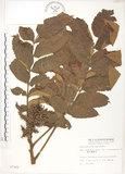 中文名:羅氏鹽膚木(S007365)學名:Rhus semialata Murr. var. roxburghiana DC.(S007365)中文別名:山埔鹽英文名:Roxburgh sumac, Natgall tree