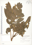 中文名:羅氏鹽膚木(S007366)學名:Rhus semialata Murr. var. roxburghiana DC.(S007366)中文別名:山埔鹽英文名:Roxburgh sumac, Natgall tree