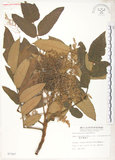 中文名:羅氏鹽膚木(S007367)學名:Rhus semialata Murr. var. roxburghiana DC.(S007367)中文別名:山埔鹽英文名:Roxburgh sumac, Natgall tree