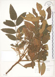 中文名:羅氏鹽膚木(S007368)學名:Rhus semialata Murr. var. roxburghiana DC.(S007368)中文別名:山埔鹽英文名:Roxburgh sumac, Natgall tree