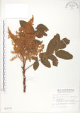 中文名:羅氏鹽膚木(S011731)學名:Rhus semialata Murr. var. roxburghiana DC.(S011731)中文別名:山埔鹽英文名:Roxburgh sumac, Natgall tree