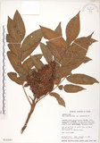 中文名:羅氏鹽膚木(S016587)學名:Rhus semialata Murr. var. roxburghiana DC.(S016587)中文別名:山埔鹽英文名:Roxburgh sumac, Natgall tree