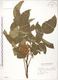 中文名:羅氏鹽膚木(S030832)學名:Rhus semialata Murr. var. roxburghiana DC.(S030832)中文別名:山埔鹽英文名:Roxburgh sumac, Natgall tree