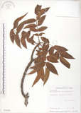 中文名:羅氏鹽膚木(S034149)學名:Rhus semialata Murr. var. roxburghiana DC.(S034149)中文別名:山埔鹽英文名:Roxburgh sumac, Natgall tree