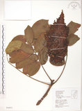 中文名:羅氏鹽膚木(S034413)學名:Rhus semialata Murr. var. roxburghiana DC.(S034413)中文別名:山埔鹽英文名:Roxburgh sumac, Natgall tree
