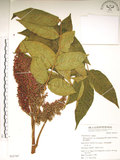 中文名:羅氏鹽膚木(S053747)學名:Rhus javanica L. var. roxburghiana (DC.) Rehd. & Wilson(S053747)中文別名:山埔鹽