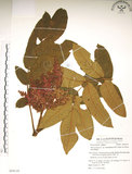 中文名:羅氏鹽膚木(S054110)學名:Rhus javanica L. var. roxburghiana (DC.) Rehd. & Wilson(S054110)中文別名:山埔鹽