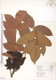 中文名:羅氏鹽膚木(S063598)學名:Rhus semialata Murr. var. roxburghiana DC.(S063598)中文別名:山埔鹽英文名:Roxburgh sumac, Natgall tree