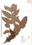 中文名:羅氏鹽膚木(S063627)學名:Rhus semialata Murr. var. roxburghiana DC.(S063627)中文別名:山埔鹽英文名:Roxburgh sumac, Natgall tree