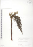 中文名:羅氏鹽膚木(S087636)學名:Rhus semialata Murr. var. roxburghiana DC.(S087636)中文別名:山埔鹽英文名:Roxburgh sumac, Natgall tree