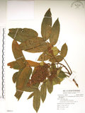 中文名:羅氏鹽膚木(S088517)學名:Rhus javanica L. var. roxburghiana (DC.) Rehd. & Wilson(S088517)中文別名:山埔鹽