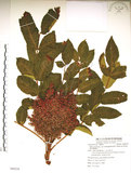 中文名:羅氏鹽膚木(S088558)學名:Rhus javanica L. var. roxburghiana (DC.) Rehd. & Wilson(S088558)中文別名:山埔鹽