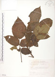 中文名:羅氏鹽膚木(S089540)學名:Rhus semialata Murr. var. roxburghiana DC.(S089540)中文別名:山埔鹽英文名:Roxburgh sumac, Natgall tree