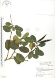中文名:爬森藤(S049735)學名:Parsonia laevigata (Moon) Alston(S049735)英文名:Helicoid-stamenal parsonsia