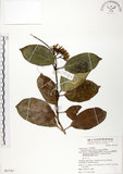 中文名:爬森藤(S067787)學名:Parsonia laevigata (Moon) Alston(S067787)英文名:Helicoid-stamenal parsonsia