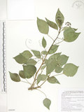 中文名:臺灣常春藤(S090690)學名:Hedera rhombea (Miq.) Bean var. formosana (Nakai) Li(S090690)英文名:Taiwan ivy