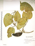 中文名:臺灣牛嬭菜(S016830)學名:Marsdenia formosana Masam.(S016830)中文別名:鬼女蘭英文名:Formosan condor vine