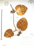 中文名:臺灣牛嬭菜(S076299)學名:Marsdenia formosana Masam.(S076299)中文別名:鬼女蘭英文名:Formosan condor vine