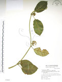 中文名:臺灣牛嬭菜(S076937)學名:Marsdenia formosana Masam.(S076937)中文別名:鬼女蘭英文名:Formosan condor vine