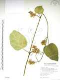 中文名:臺灣牛嬭菜(S078069)學名:Marsdenia formosana Masam.(S078069)中文別名:鬼女蘭英文名:Formosan condor vine