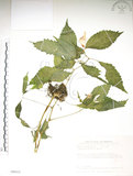 中文名:黃花鳳仙花(S089315)學名:Impatiens tayemonii Hayata(S089315)