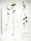 中文名:紫花鳳仙花(S000042)學名:Impatiens uniflora Hayata(S000042)中文別名:單花鳳仙花