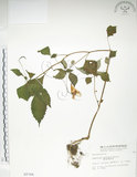 中文名:紫花鳳仙花(S002768)學名:Impatiens uniflora Hayata(S002768)中文別名:單花鳳仙花