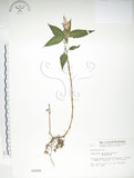 中文名:紫花鳳仙花(S002848)學名:Impatiens uniflora Hayata(S002848)中文別名:單花鳳仙花