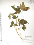中文名:紫花鳳仙花(S003110)學名:Impatiens uniflora Hayata(S003110)中文別名:單花鳳仙花