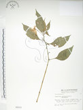 中文名:紫花鳳仙花(S003111)學名:Impatiens uniflora Hayata(S003111)中文別名:單花鳳仙花