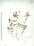 中文名:紫花鳳仙花(S007379)學名:Impatiens uniflora Hayata(S007379)中文別名:單花鳳仙花