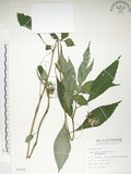中文名:紫花鳳仙花(S008055)學名:Impatiens uniflora Hayata(S008055)中文別名:單花鳳仙花