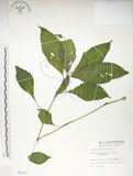 中文名:紫花鳳仙花(S008138)學名:Impatiens uniflora Hayata(S008138)中文別名:單花鳳仙花