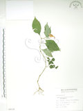 中文名:紫花鳳仙花(S009130)學名:Impatiens uniflora Hayata(S009130)中文別名:單花鳳仙花