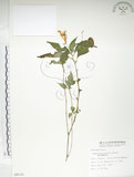 中文名:紫花鳳仙花(S009131)學名:Impatiens uniflora Hayata(S009131)中文別名:單花鳳仙花