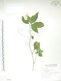 中文名:紫花鳳仙花(S009590)學名:Impatiens uniflora Hayata(S009590)中文別名:單花鳳仙花