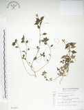 中文名:紫花鳳仙花(S011497)學名:Impatiens uniflora Hayata(S011497)中文別名:單花鳳仙花